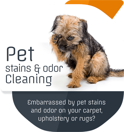 Pet Stains & Odor Removal in Hackensack, NJ